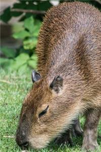 Capybara Grazing on a Lawn Journal
