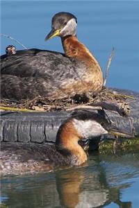 Red-Necked Grebe (Podiceps Grisegena) Bird Journal