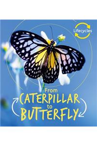 From Caterpillar to Butterfly