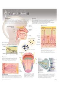 Taste & Smell Wall Chart