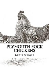 Plymouth Rock Chickens