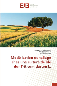 Modélisation de tallage chez une culture de blé dur Triticum durum L.