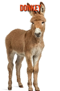 Donkey