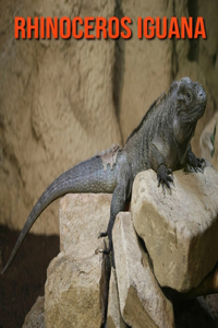 Rhinoceros Iguana