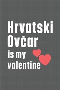Hrvatski Ovčar is my valentine