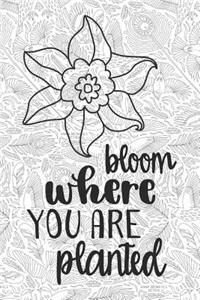 Bloom Where You Are Planted