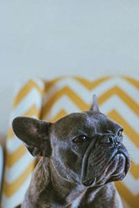 French Bulldog Dot Grid Journal
