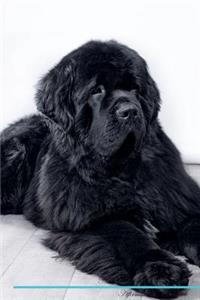Newfoundland Dog Affirmations Workbook Newfoundland Dog Presents: Positive and Loving Affirmations Workbook. Includes: Mentoring Questions, Guidance, Supporting You.