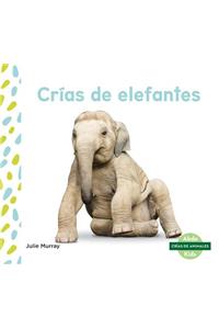 Crias de Elefantes (Elephant Calves)