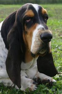 Basset Hound