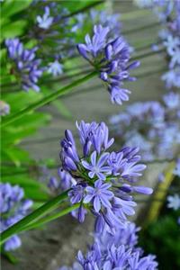 Agapanthus Blue Lilly Flowers Journal