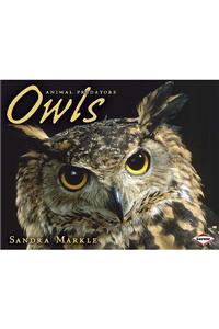 Owls