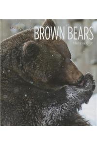 Brown Bears