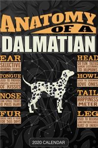 Anatomy Of A Dalmatian