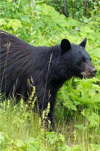 Black Bear Looking for Dinner Journal