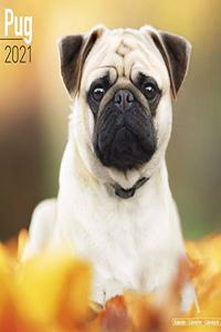 Pug 2021 Wall Calendar