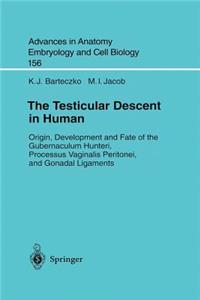 Testicular Descent in Human