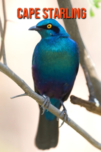 Cape Starling