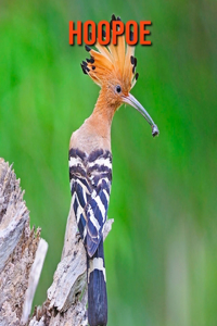 Hoopoe: Amazing Facts about Hoopoe