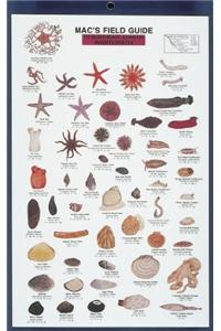Mac's Field Guides: Northeast Coastal Invertebrates