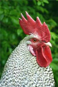 Rooster Portrait Animal Journal