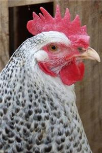 Rooster Portrait Journal
