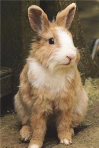 Bunny Rabbit Journal