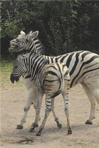 Zebra Foals Journal