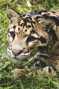 Say Hello to the Clouded Leopard Journal