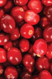 Cranberries Painted Notebook
