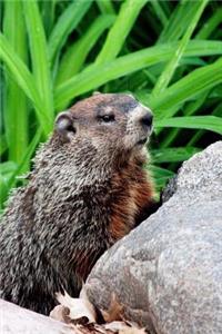 Hello There, Groundhog! Cute Animal Journal