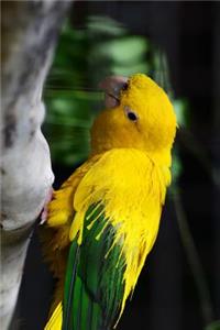 Golden Conure Parrot Journal