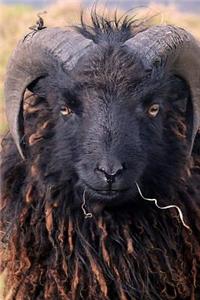 Baa Baa Black Sheep Have You Any Wool Journal