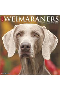 Just Weimaraners 2020 Wall Calendar (Dog Breed Calendar)