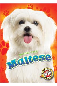 Maltese