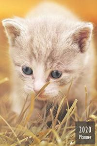 2020 PLANNER Kitten
