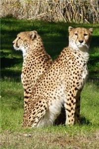 Cheetahs in the Sunlight Journal