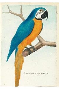 Carnet Ligné Ara Bleu, Dessin 18e Siècle