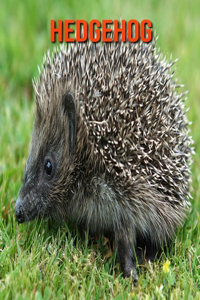 Hedgehog