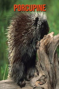 Porcupine