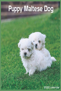 Maltese Dog Puppy 2022 Calendar