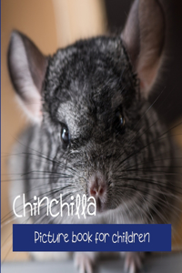 Chinchilla