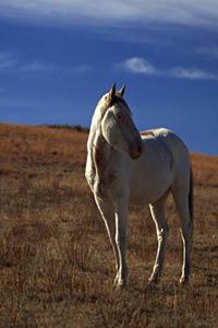 Horse Photo School Composition Book Equine Standing Horse