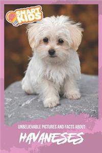 Unbelievable Pictures and Facts About Havanese