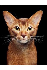 Abyssinian