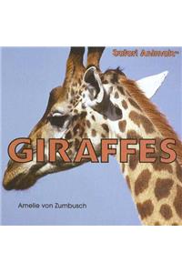 Giraffes