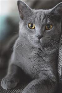 Gray or Grey British Shorthair Cat Portrait Journal