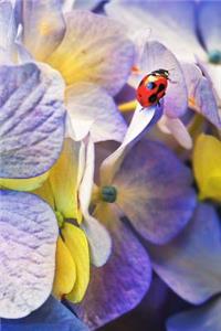 Ladybird Notebook