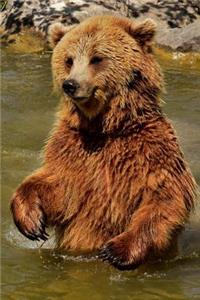 European Brown Bear Insists the Water Is Fine---Come on in Journal: 150 Page Lined Notebook/Diary