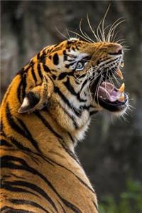 Roar of the Tiger Journal